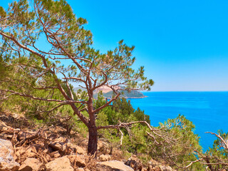 Pine tree on rocky slope on foreground and sea and sky at background. Mediterranean summer landscape