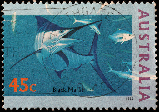 Black marlin on australian postage stamp