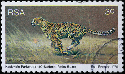 Cheetah on sout african postage stamp