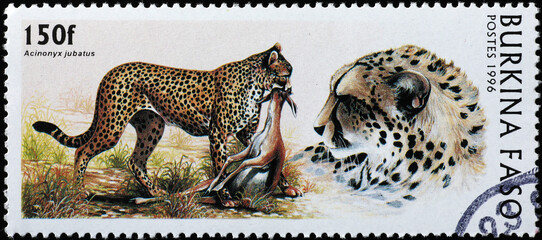 Cheetah with prey on african stamp
