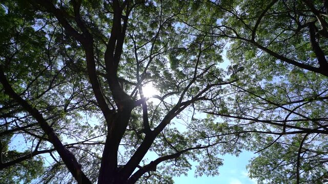 Under the wild tree green leaves with sun flare coming through between branches. This contains noise and grain.