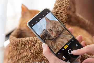 ペットをスマートフォンで撮影