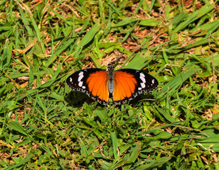 Closeup view of a monarch butterfly with spread wings in Zimbabwe