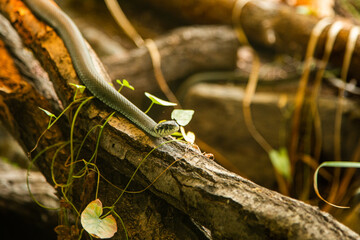 Snake on the wood in a terrarium