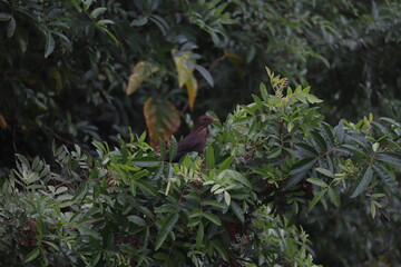 bird in a tree