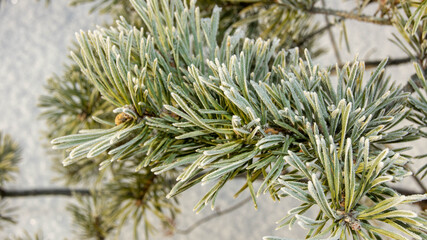 pine needles covered with frost