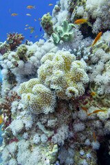 Fototapeta na wymiar Colorful coral reef at the bottom of tropical sea, sarcophyton leather coral, underwater landscape