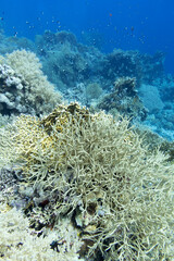 Fototapeta na wymiar Colorful coral reef at the bottom of tropical sea, hard corals and fishes Anthias, underwater landscape