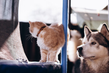 ginger cat walks on a trampoline and dog Alaskan malamute, funny animals
