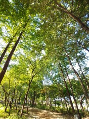 Fototapeta premium trees in the park