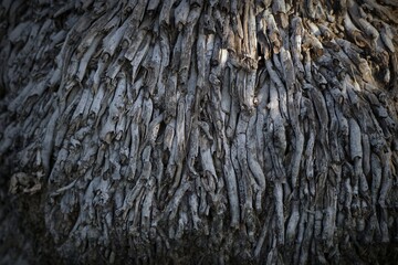 Old Wood Tree background surface natural pattern      