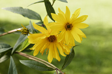 yellow bush daisy petals