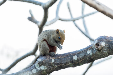 The fat brown squirrel foraging on branches, often with people to feed.