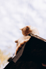 portrait of a beautiful ginger cat plays on the visor, photo bottom view
