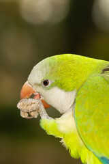 Monk parakeet (Myiopsitta monachus), green Argentine parakeet with a grey throat with a dark background
