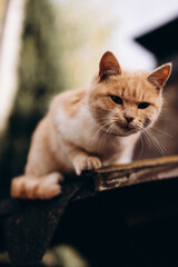 portrait of a beautiful ginger cat plays on the visor, photo bottom view