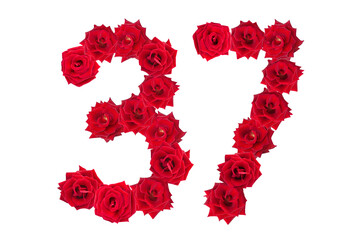 Numeral 37 made of red roses on a white isolated background. Element for decoration. Thirty seven. Red roses.