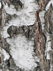 A type of birch bark.