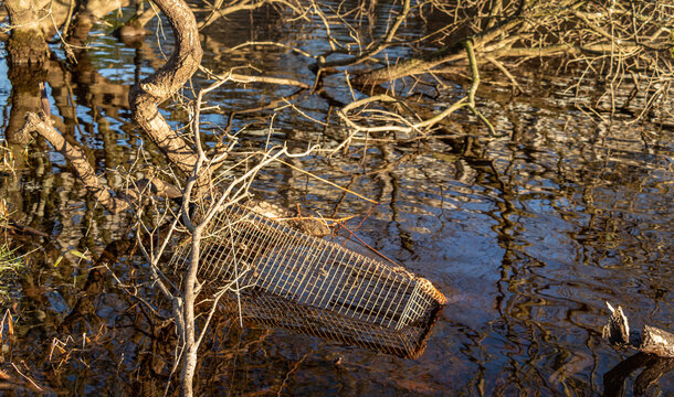 Illegal Wildlife Trap, Used To Catch And Trap Otters, Mink And Crayfish