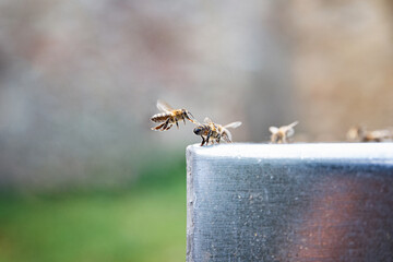 Close up of bees drinking a water. Beekeeping. Thirsty bees.