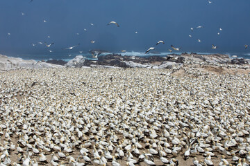 Lambert's Bay Bird Island lies about 100 m off the shore of Lambert’s Bay on the Cape’s West Coast, South Africa. The island is populated with 20 000 gannets.