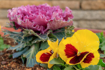 赤いハボタンと黄色のパンジー　長崎県平戸市　Red Ornamental cabbage and Yellow pansy Nagasaki-ken Hirado city