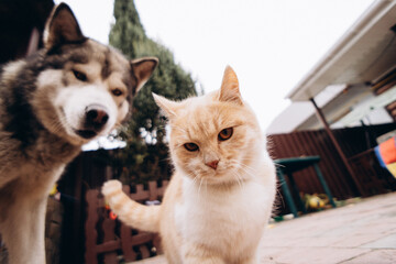 beautiful ginger cat and dog alaskan malamute play together, funny animals. blurry photo, no focus