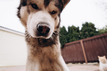 portrait of a dog Alaskan Malamute on a wide-angle lens, funny animal face, the main subject is out of focus