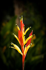 Obraz premium Red and yellow heliconia flower.