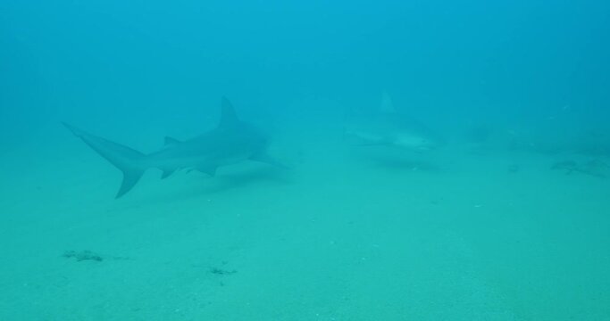 Bull Shark (Carcharhinus leucas). reefs of the Sea of Cortez, Pacific ocean. Cabo Pulmo, Baja California Sur, Mexico. The world's aquarium.