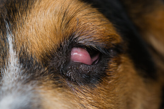 beagle puppy mix with cherry eye before surgery