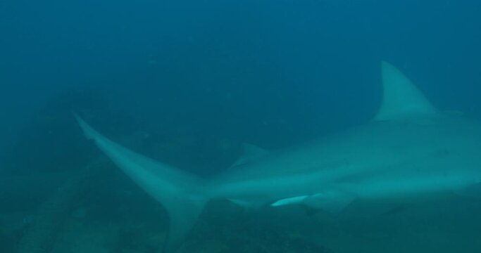 Bull Shark (Carcharhinus leucas). reefs of the Sea of Cortez, Pacific ocean. Cabo Pulmo, Baja California Sur, Mexico. The world's aquarium.