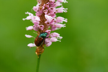 Gartenlaubkäfer (Phyllopertha horticola)	