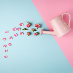 Garden watering can with rose petals and buds on dual tone pink and blue background. Creative spring bloom layout with copy space. Flat lay, top view, minimal style.
