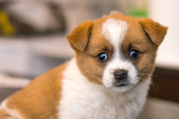 cute puppy at the veterinary clinic