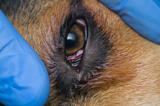 beagle puppy mix with cherry eye after surgery