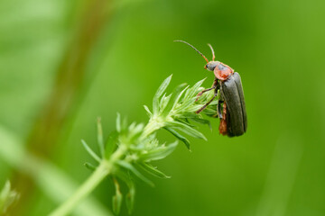 Gemeiner Weichkäfer (Cantharis fusca)	