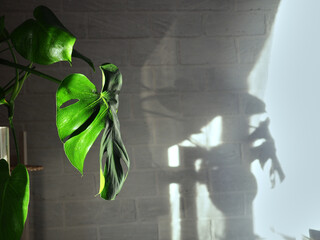 The monstera plant stands on a shelf in the apartment by the window, with a white brick wall in the background. The interior of the apartment
