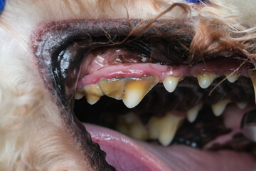 close-up photo of a dog teeth with tartar or bacterial plaque