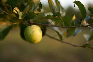 apples on the tree green grass summer nature fresh air