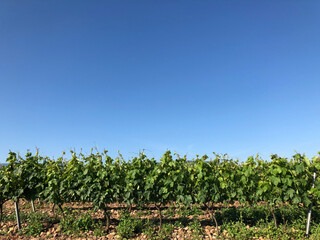 Spanish Vineyard and blue clear sky background in the summer.