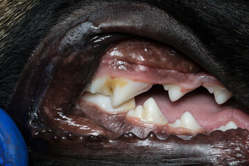 young dog teeth close-up, 6 months old