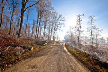 Frost forest trees and country road view