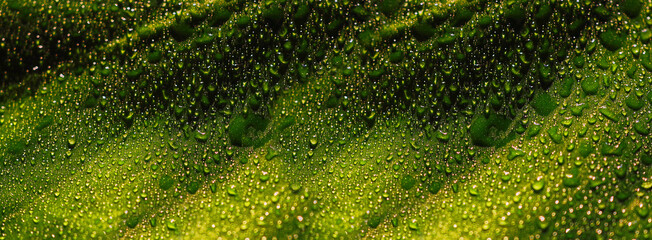 Banner Beautiful green bright Monstera deliciosa leaf( also known as Swiss cheese plant) with water...