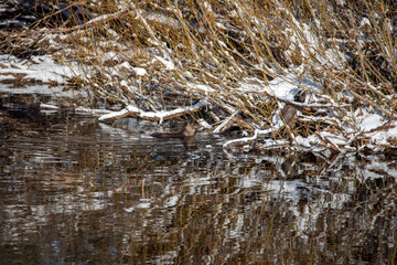 Eurasian otters, lutra lutra, in a river during winter with snow on bank and branches, taken in scotland. - 413180280