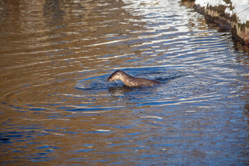 Eurasian otters, lutra lutra, in a river during winter with snow on bank and branches, taken in scotland. - 413180402