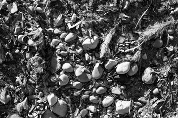 evocative black and white image of beach pebbles texture 