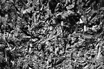 evocative black and white image of dry seaweed texure on a beach