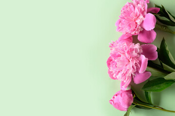 Pink peony flowers on green background with copy space. Floral pattern. Space for text. Mother day.
