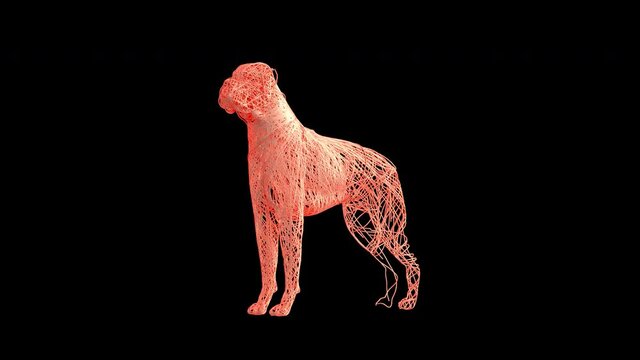 Artistic Boxer (Dog) revealed from wire. A rotating 360 degree camera reveals a Boxer. It's a 4K .mov ProRes 4444 with Alpha Channel footage.